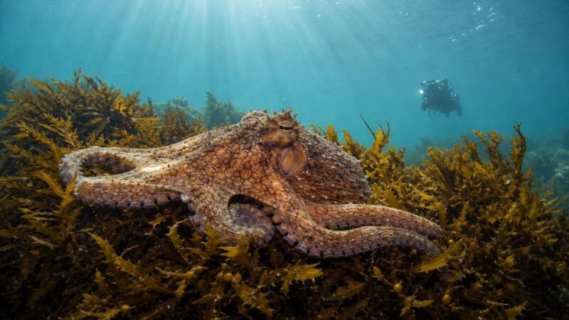 Осьминог среди подводных водорослей в лучах света